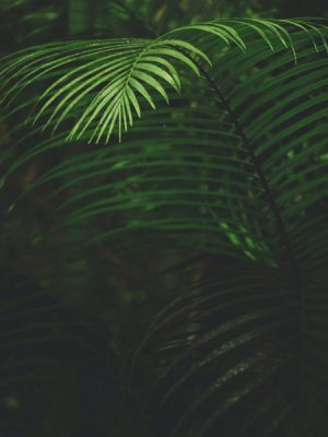 plant2